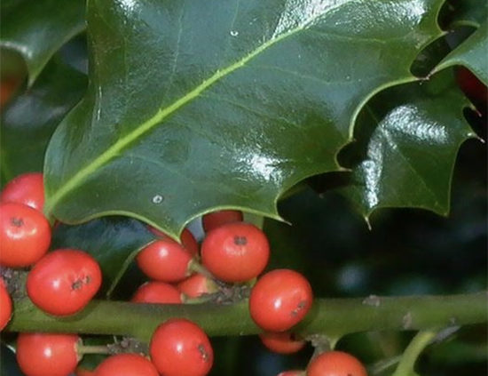 Holly-tree-facts-and-most-popular-varieties