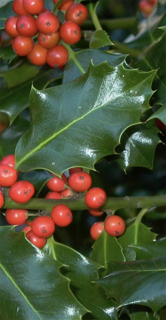 Holly-tree-facts-and-most-popular-varieties