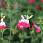 Hot-Lips-Salvia-growing-pruning-salvia-plants-