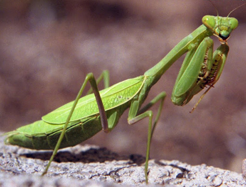 How-to-Attract-a-Praying-Mantis-to-Your-Garden