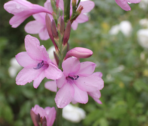 How to Grow A Watsonia Plant