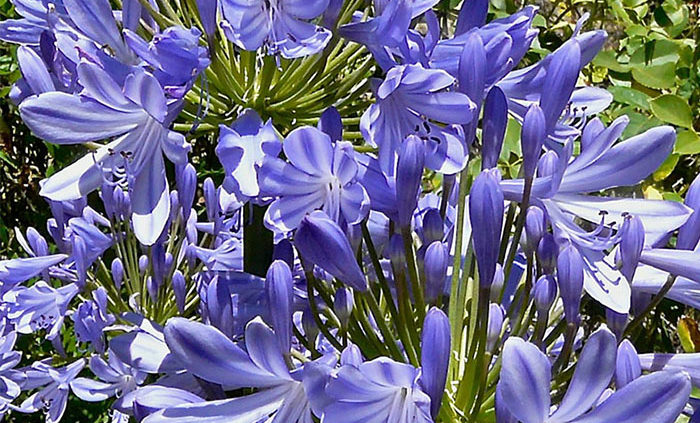 Agapanthus in my garden with bees