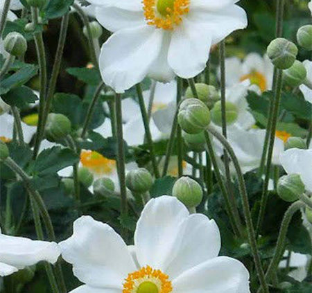 How-to-Grow-Japanese-Anemones-in-the-Garden-1