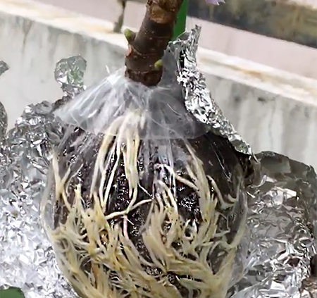 air layered stem with roots