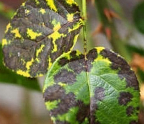 Black spot disease showing on rose bush leaves