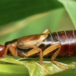 How-to-get-rid-of-earwigs-out-of-your-garden