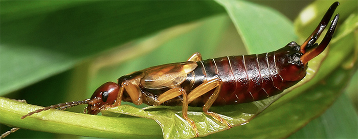 How to get rid of earwigs out of your garden