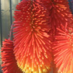 Kniphofia winter Red Hot Poker flowers in my garden