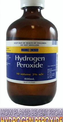 Hydrogen-Peroxide-for-Plants-and-Daylilies-