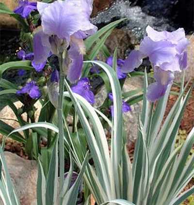 Iris-Pallida-Argentea-Variegata