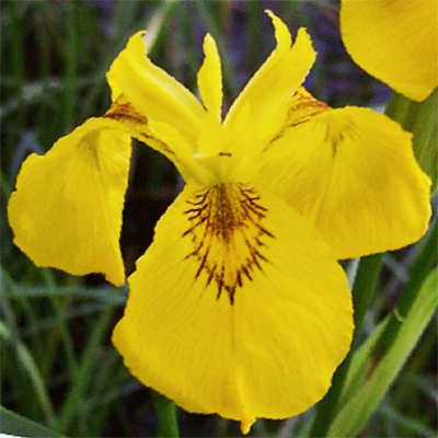 Iris-Pseudacorus-Yellow-Iris-Flower