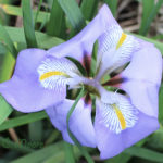 Iris Unguicularis Algerian Winter Iris Iris Stylosa