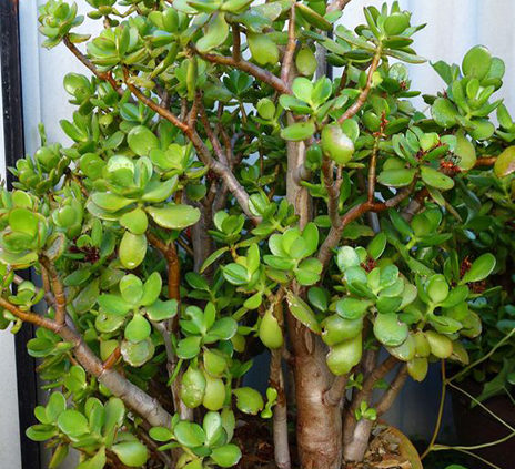 Jade-Plant-Planted-in-a-large-terracotta-pot