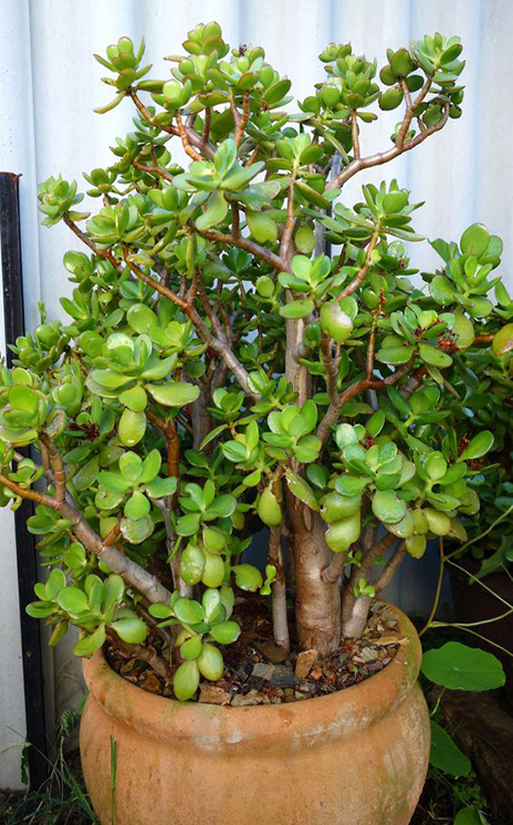 jade plants pot plant crassula ovata terracotta pots tree care money bonsai grow potted succulents house succulent container rustic indoor