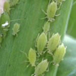 Life-cycle-of-an-Aphid