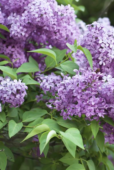 Lilac-Bush-Best-Growing-Conditions-for-Lilacs