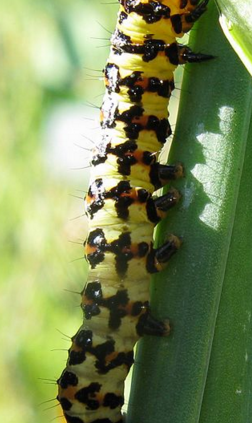 Lily-Borer-Caterpillar-Kew-Arches-Amaryllis-Borer-Or-Crinum-Borer-