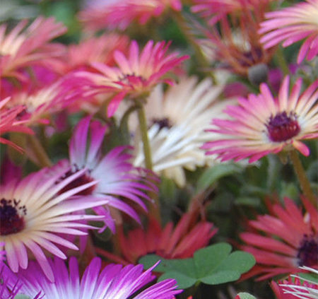 Livingstone Daisies colour your garden in winter and spring