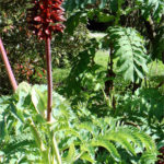 Melianthus-major-honeybush-large-glaucous-leaves-