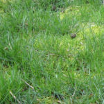 Moss-in-lawns