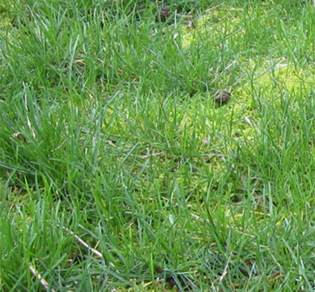 Moss-in-lawns