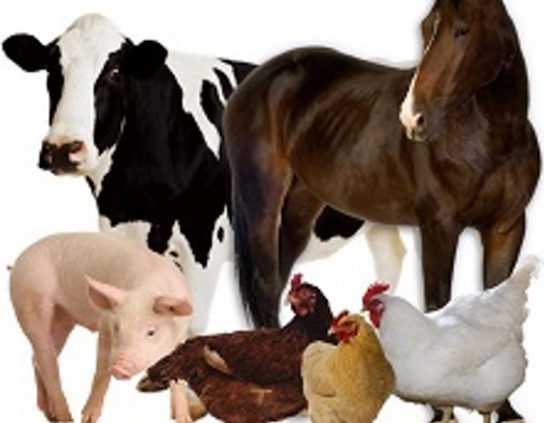 Most-Common-Organic-Manures-for-Organic-Gardening-are-from-Cows-Horses-Pigs-and-Chooks