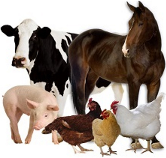 Most-Common-Organic-Manures-for-Organic-Gardening-are-from-Cows-Horses-Pigs-and-Chooks