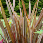New-Zealand-Flax-Plant-Information-Caring-for-New-Zealand-Flax