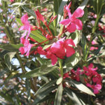 Oleander-White-Pink-Shrub