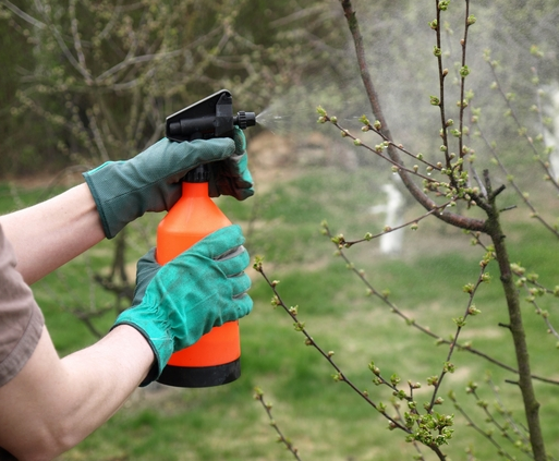 lady Spraying fruit trees