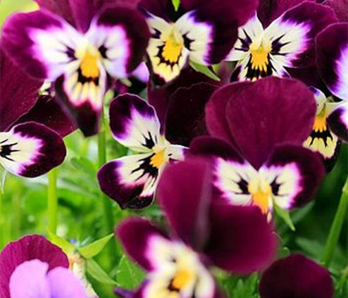 Pansy Flower Fancy faces