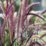 Pennisetum-Purple-Fountain-Grass-png