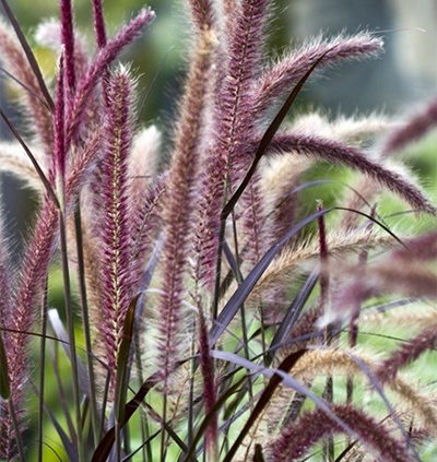 Pennisetum-Purple-Fountain-Grass-png