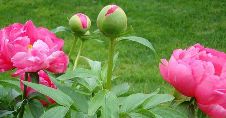 Peony-roses-buy-in-winter-plant-in-autumn-when-dormant-