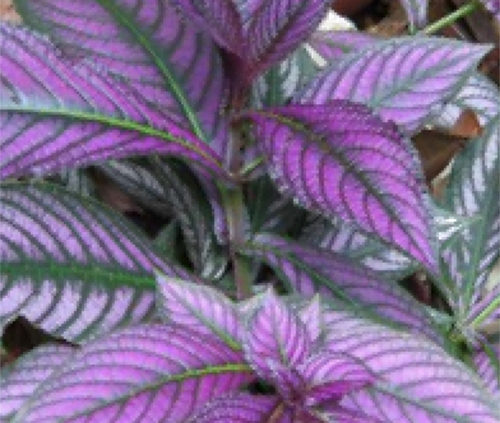 Persian-Shield-Plant-Planting-Propagating-How-to-Grow-Indoors-and-Outdoors-in-the-Garden