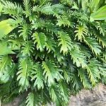 Philodendron-xanadu-shrub-popular-landscaping-plants