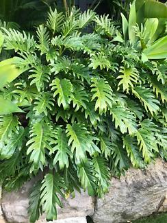 Philodendron xanadu shrub popular landscaping plants