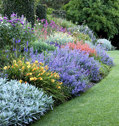Photo-of-Herbaceous-Perennials-in-the-Garden