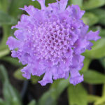 Pincushion-Scabiosa-Flower