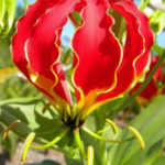 Planting Gloriosa Lily Tubers - How To Grow A Gloriosa Lily Plant