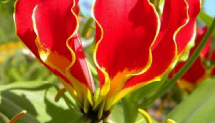 Planting Gloriosa Lily Tubers - How To Grow A Gloriosa Lily Plant