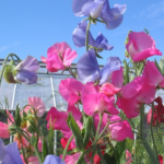 Planting Sweet Peas from Seed to Grow and-Flower-in-Your-Garden