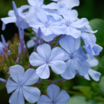 Plumbago-blue-drought-hardy-shrub