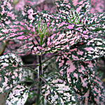 Polka-dot-plant-Hypoestes-phyllostachya-freckle-face-plant-