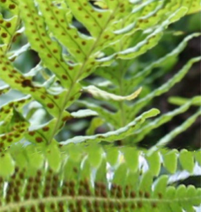 ferns full of spores
