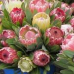 Proteas-Growing-Cuttings-Pruning-300x239