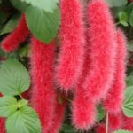 Red-Hot-Cats-Tail-Acalypha-Hispida