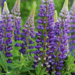 Russell-Lupins-Perennial-Plants