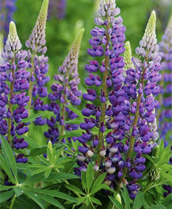 Russell-Lupins-Perennial-Plants