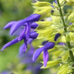 Salvia-Mexicana-Little-limelight